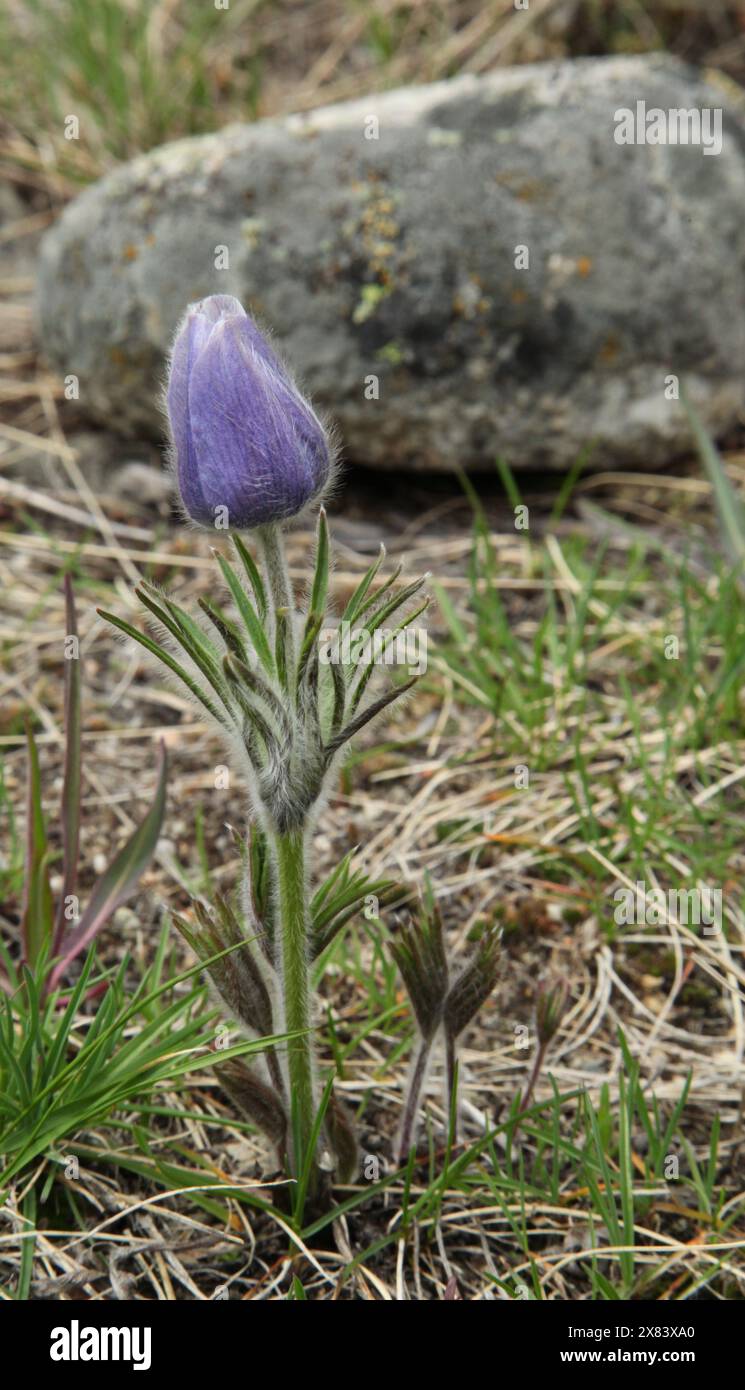 Pasqueflower (Anemone patens) fleur sauvage pourpre dans les montagnes Beartooth, Montana Banque D'Images