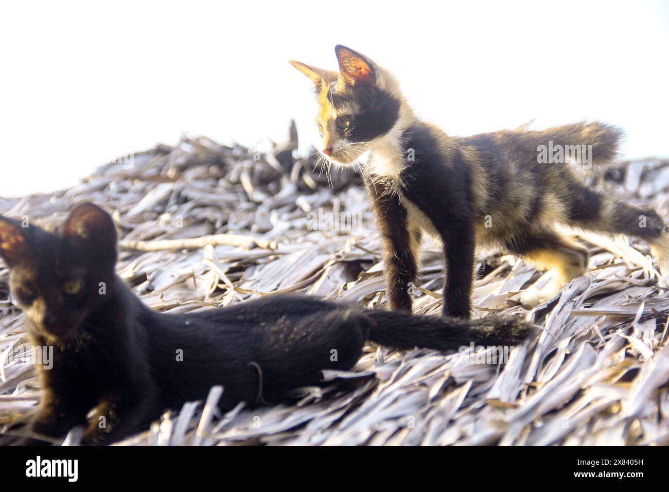 Chatons jouant joyeusement avec leurs amis autour de la maison Banque D'Images