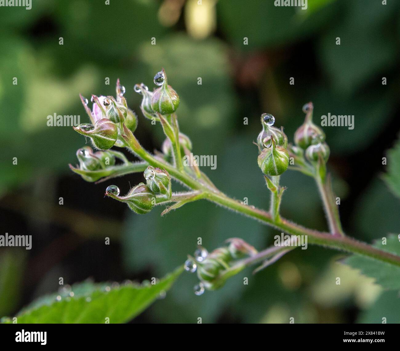 Bourgeons et fleurs de mûre sur un buisson. Floraison Rubus fruticosus dans le jardin. Banque D'Images
