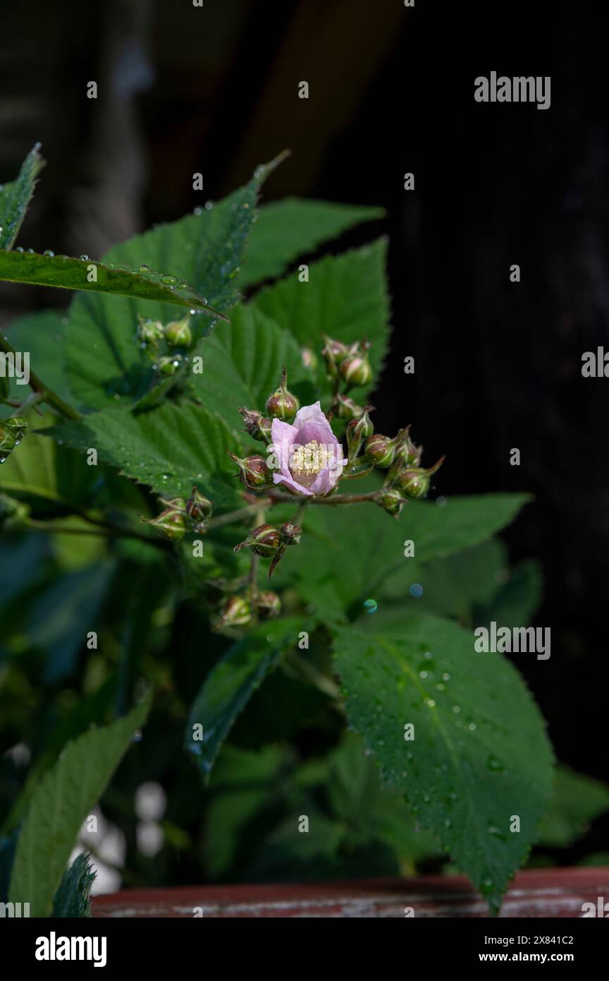 Bourgeons et fleurs de mûre sur un buisson. Floraison Rubus fruticosus dans le jardin. Banque D'Images