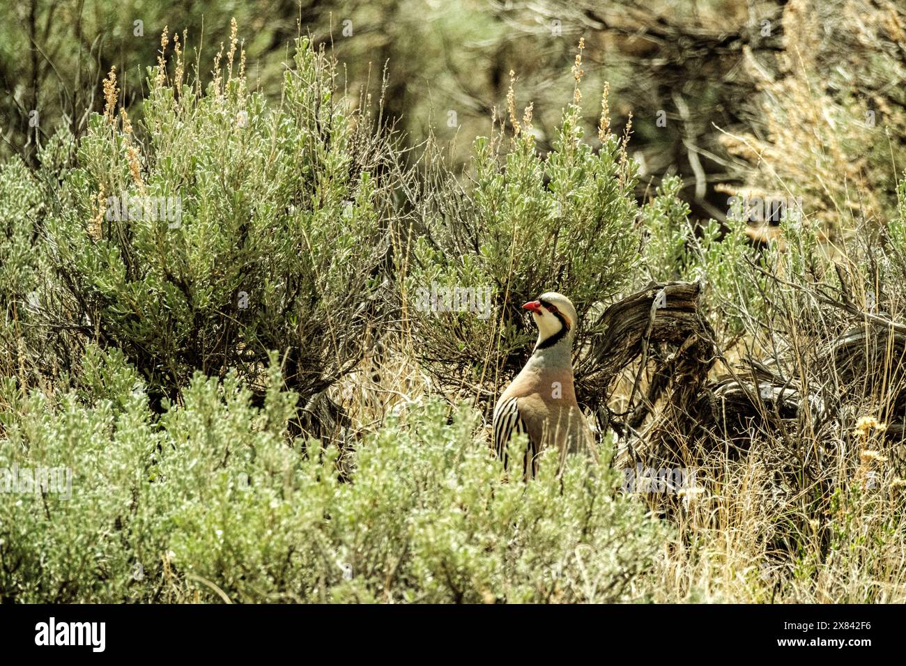 Chukar dans leur habitat Banque D'Images