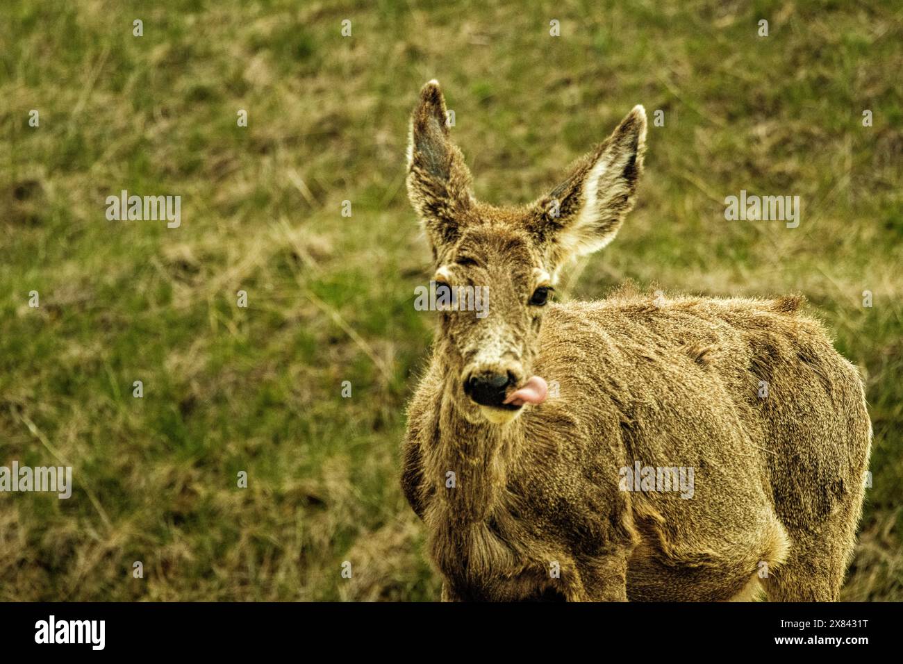 Cerf dans la cour Banque D'Images