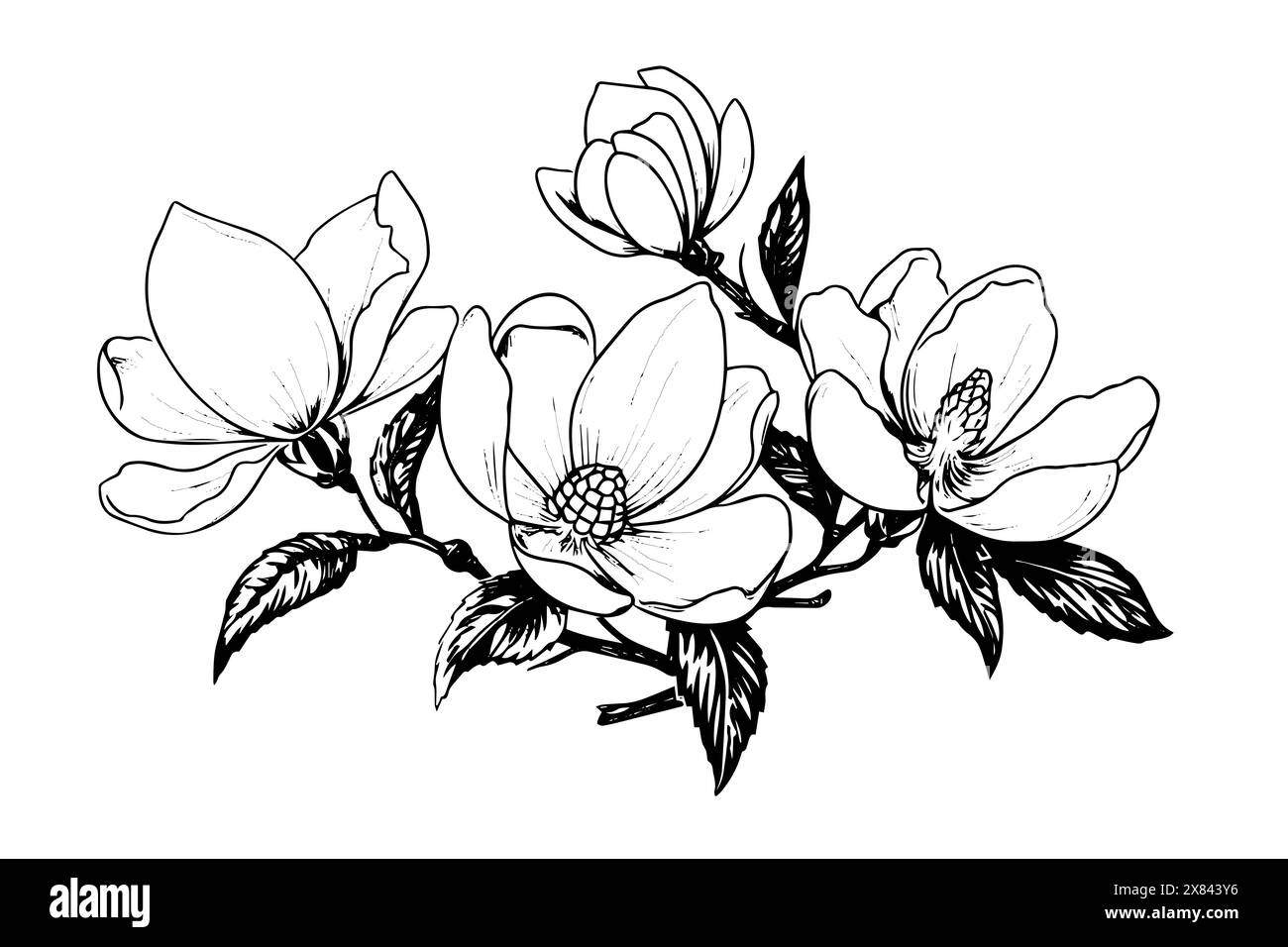 Fleur de magnolia dessin à la main sketc. Illustration vectorielle de style rétro gravée. Illustration de Vecteur