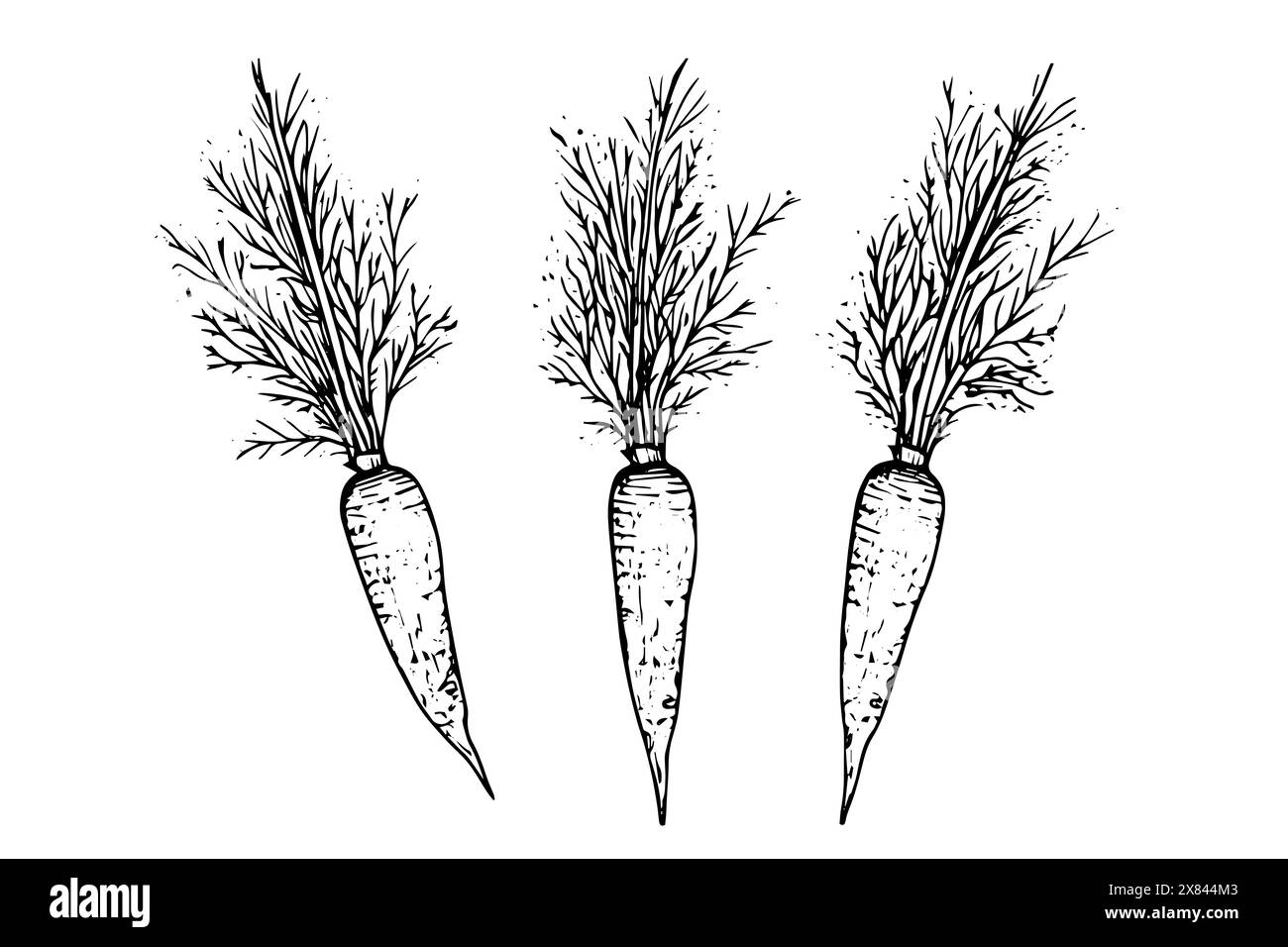 Croquis de carotte vintage : illustration vectorielle dessinée à la main de légumes frais, style gravé. Illustration de Vecteur