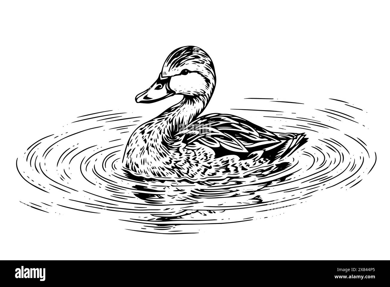 Canard de natation dessin à l'encre à la main. Illustration vectorielle de style gravé. Illustration de Vecteur