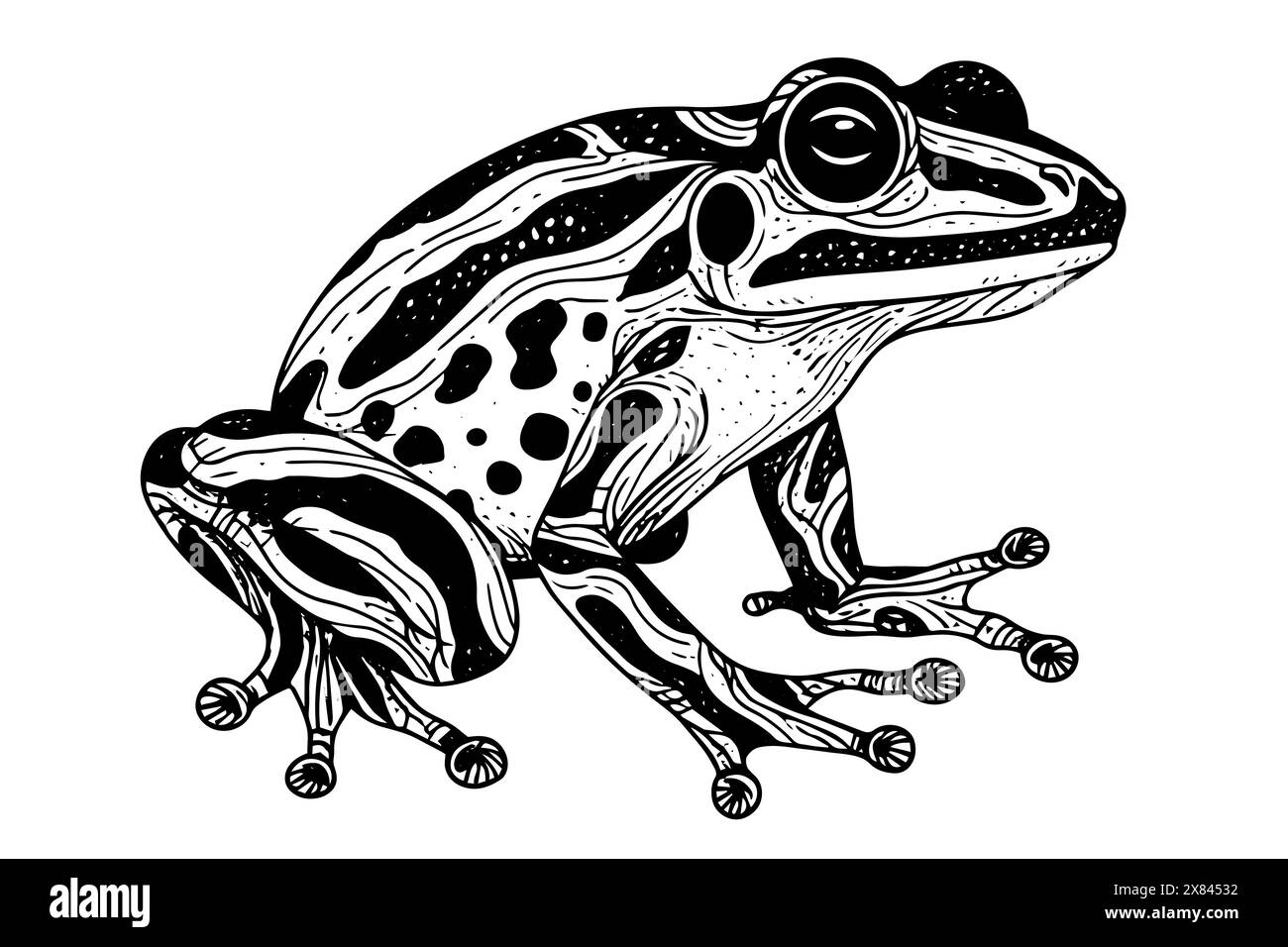 Croquis à l'encre dessiné à la main de grenouille Illustration vectorielle de style gravé. Illustration de Vecteur
