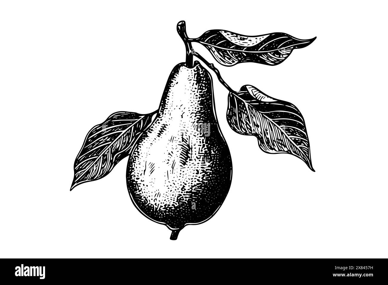 Croquis à l'encre de fruit de poire dessiné à la main. Illustration vectorielle de style gravé. Illustration de Vecteur