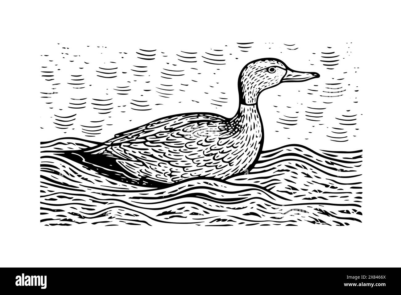 Vintage Vector Mallard : croquis de canard gravé dans la nature classique. Illustration de Vecteur