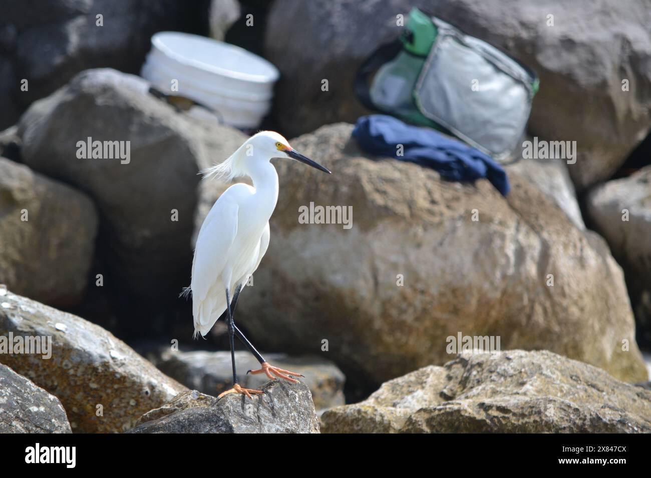 Une aigrette enneigée se trouve sur les pierres de la jetée, gracieusement positionnée devant l'équipement d'un pêcheur, un pied levé, en prévision d'un repas facile. Banque D'Images