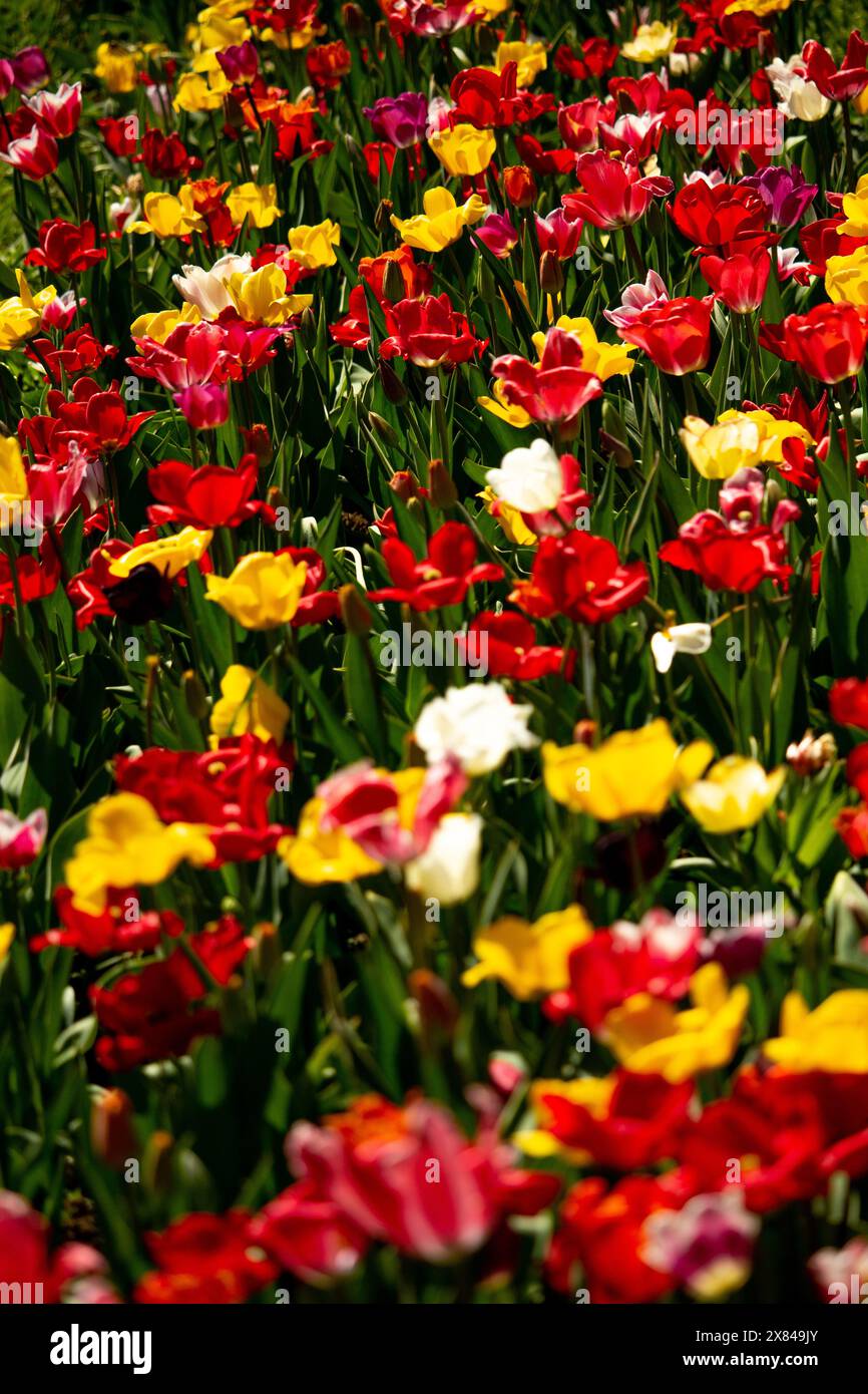 tulipe. Beau bouquet de tulipes. tulipes colorées. tulipes au printemps Banque D'Images