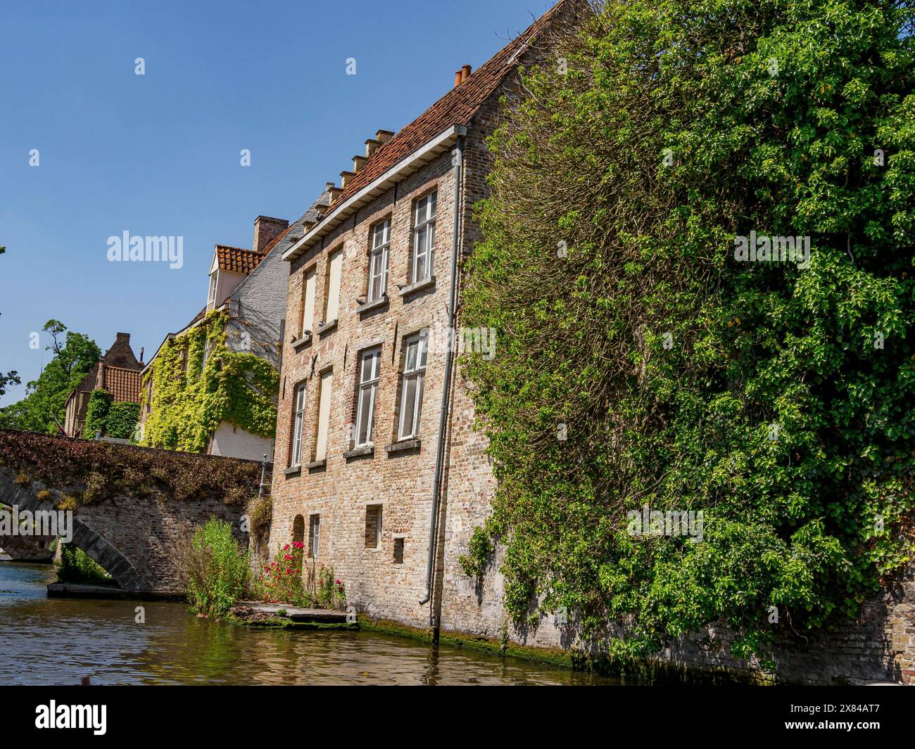 Bâtiment traditionnel sur les rives d'un canal, envahi par la végétation verte, façades de maisons historiques anciennes avec des tours et des ponts sur une rivière, Bruges Banque D'Images