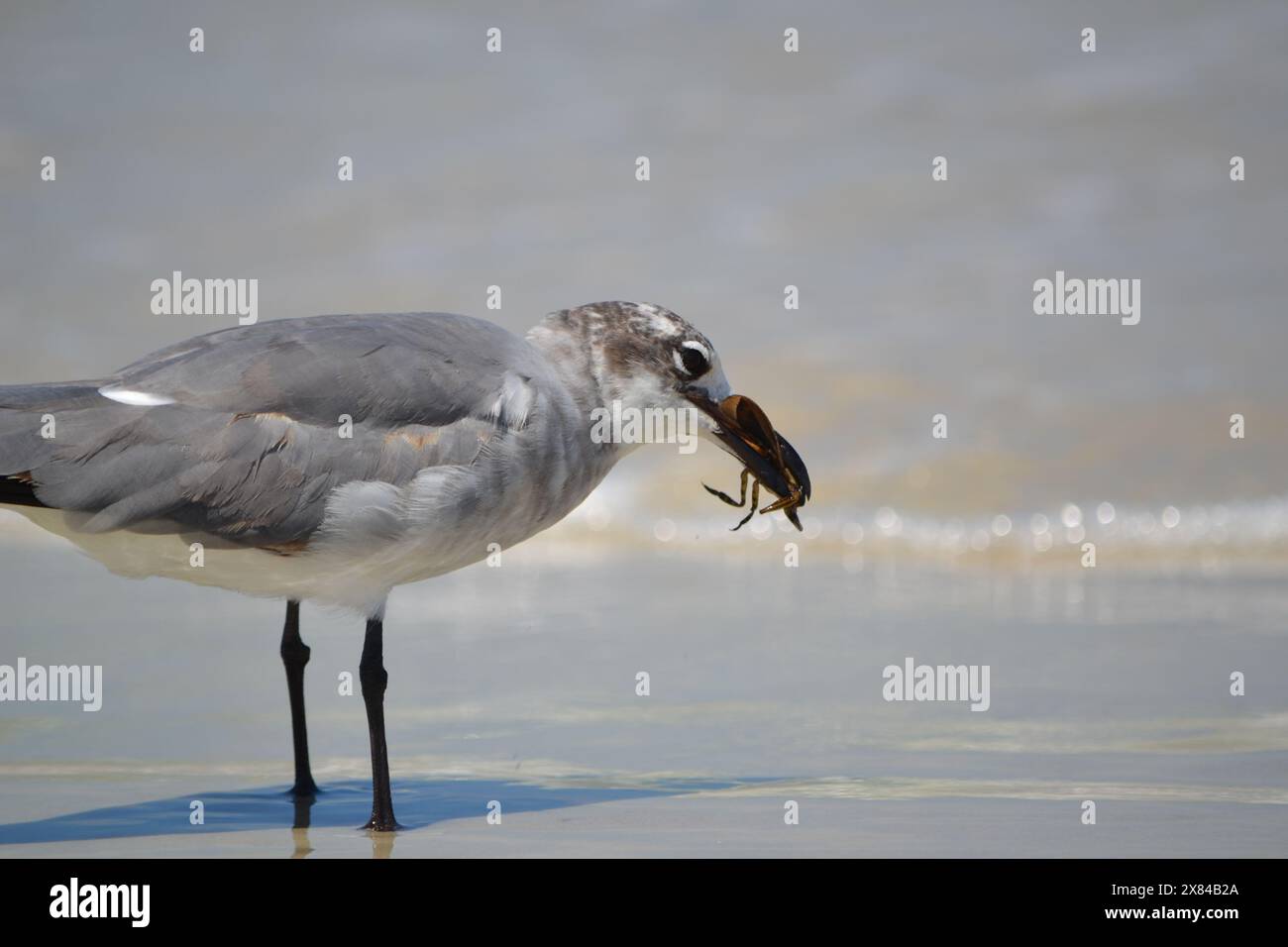 Un mouette riant se festoie sur un insecte d'eau géant. Le bug s'est échappé plusieurs fois avant d'être consommé. C'est un spectacle rare ; bug n'est pas originaire de l'eau salée. Banque D'Images