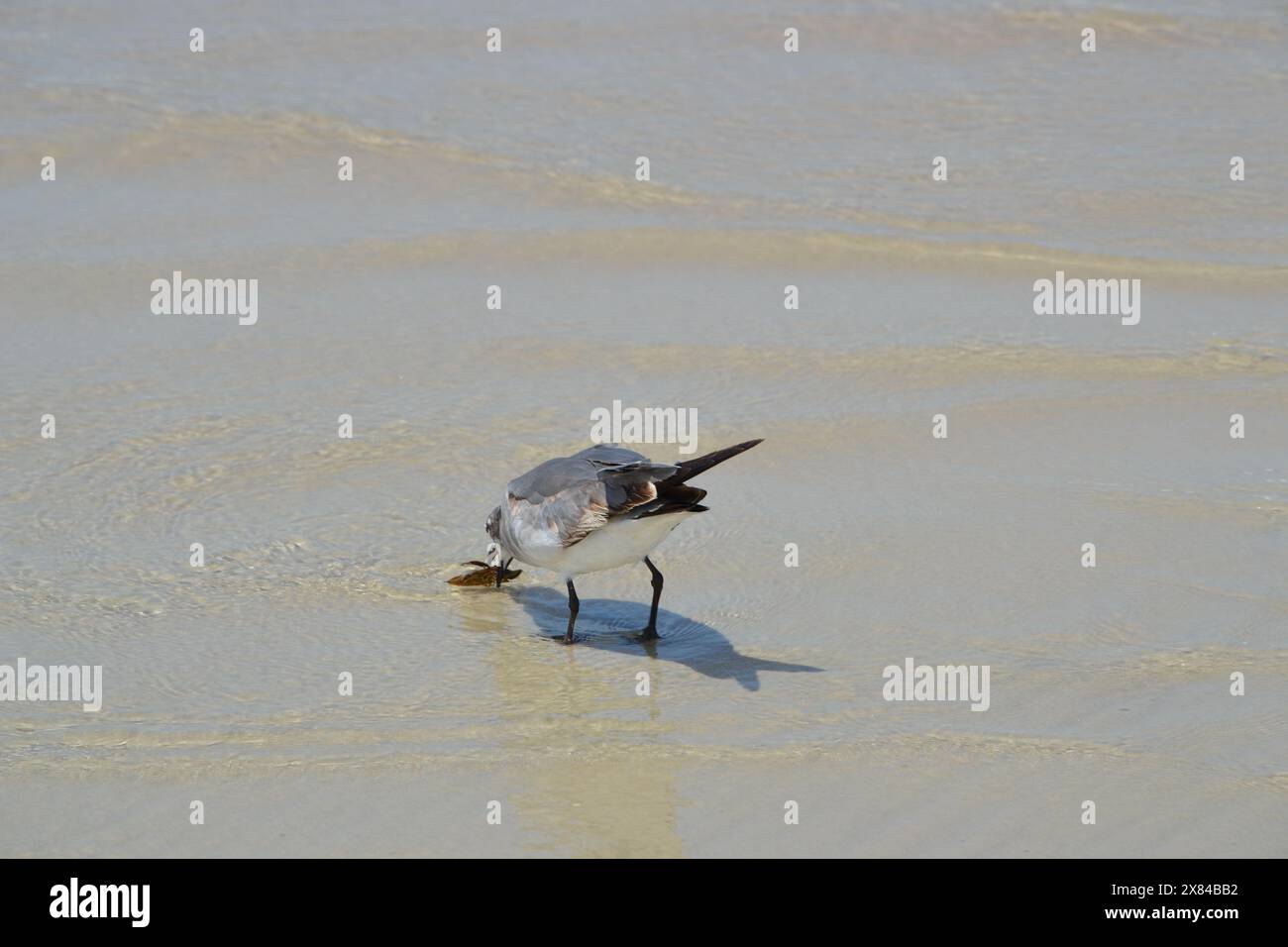 Un mouette riant se festoie sur un insecte d'eau géant. Le bug s'est échappé plusieurs fois avant d'être consommé. C'est un spectacle rare ; bug n'est pas originaire de l'eau salée. Banque D'Images