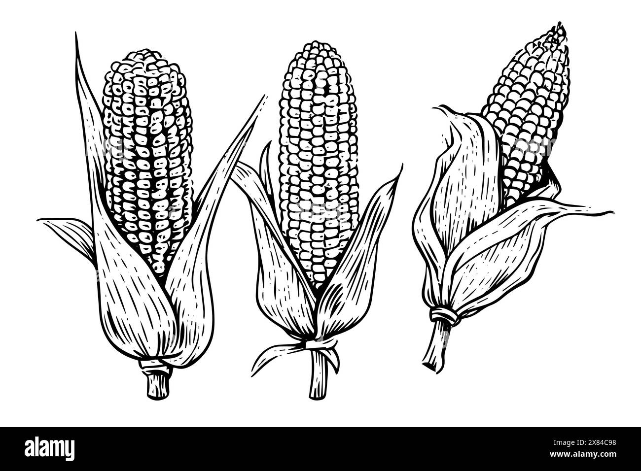 Illustration de la ligne isolée d'épis de maïs. Croquis vectoriel noir dessiné à la main de maïs. Illustration de Vecteur