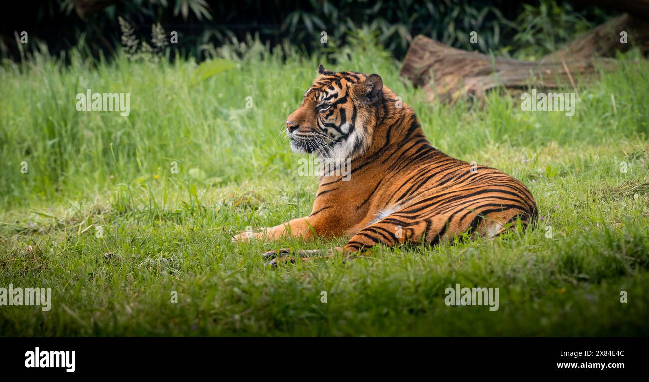 Tigre couché dans l'herbe. Banque D'Images