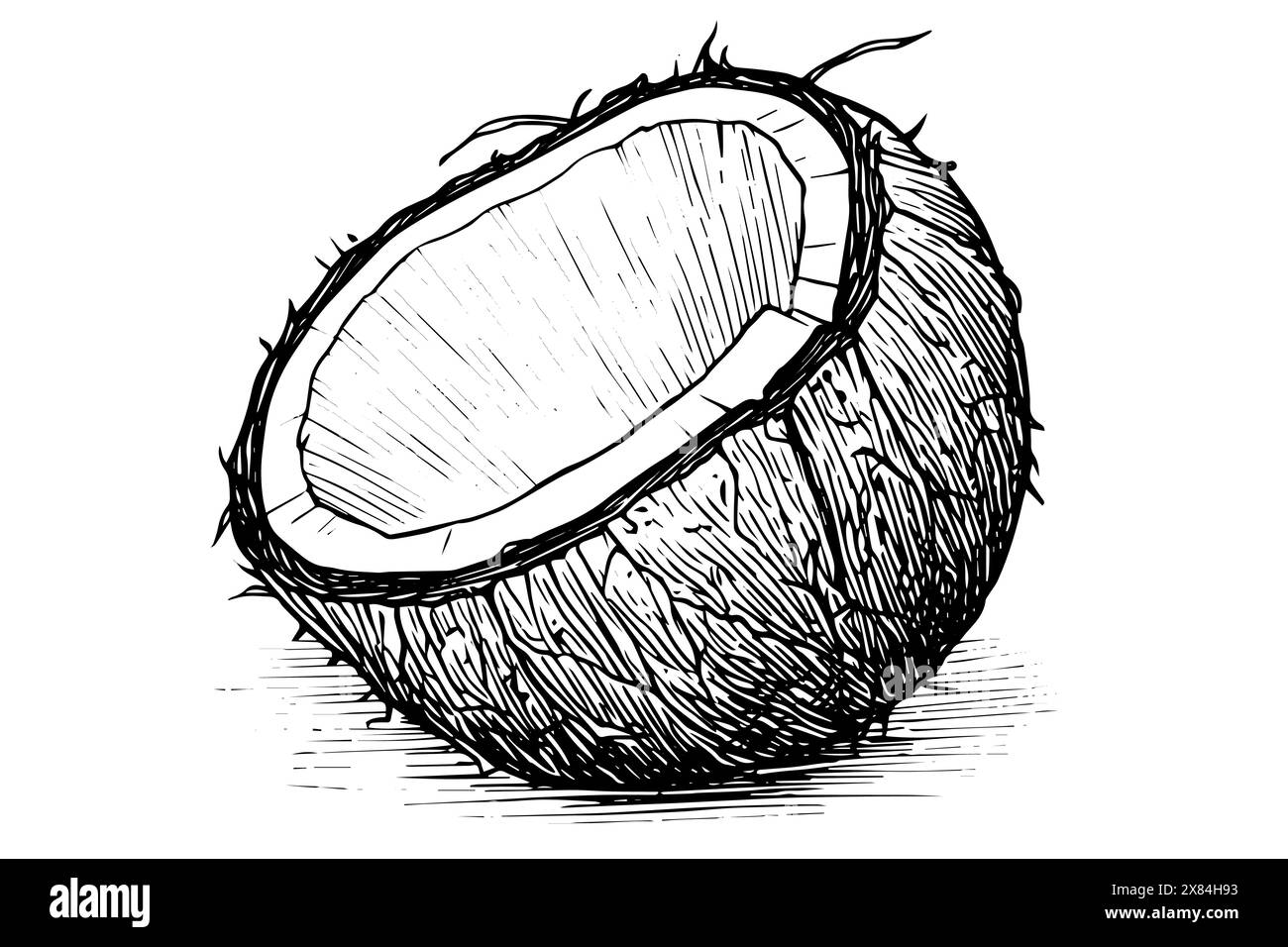 Croquis de noix de coco vintage : illustration vectorielle dessinée à la main de fruits tropicaux avec du lait et de la paille. Illustration de Vecteur