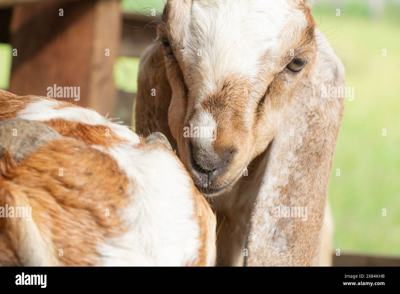 Gros plan de la tête d'une jeune chèvre javanaise indonésienne, éleveuse Banque D'Images