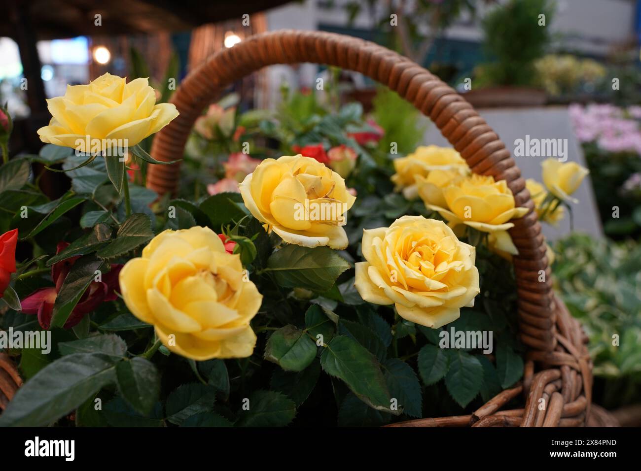 Roses jaunes dans un panier de fleurs Banque D'Images