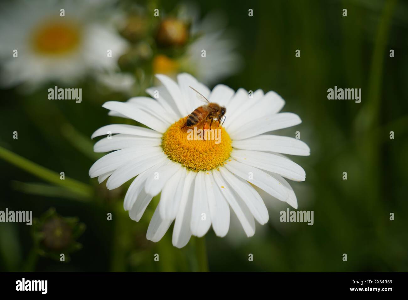 Une abeille collecte du miel sur une fleur de marguerite en fleurs Banque D'Images
