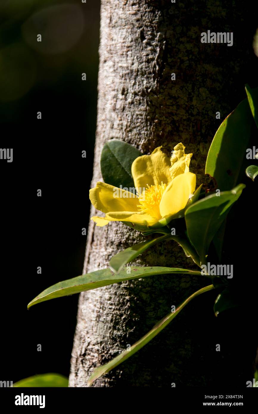 Fleur jaune unique de la vigne serpent australien, Hibbertia scandens, fleur d'Inde grimpante, tronc d'arbre grimpant, dans le jardin du Queensland en automne. Banque D'Images