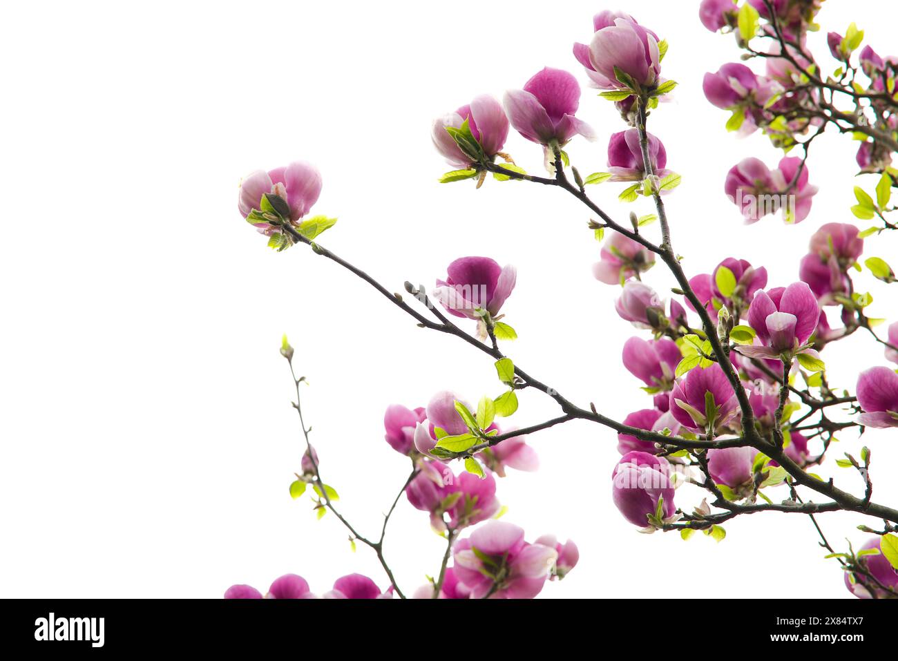 Fleur de magnolia rose rayonnante en pleine floraison sur un fond blanc brillant. Banque D'Images