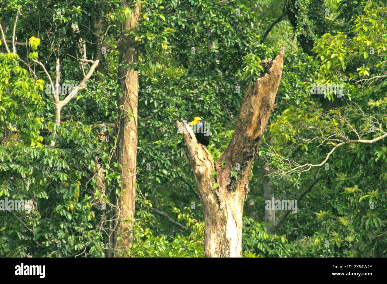 Une femelle à bec de corne (Rhyticeros cassidix) perche sur un arbre mort au pied du mont Tangkoko et du mont Duasudara dans le nord du Sulawesi, en Indonésie. Banque D'Images