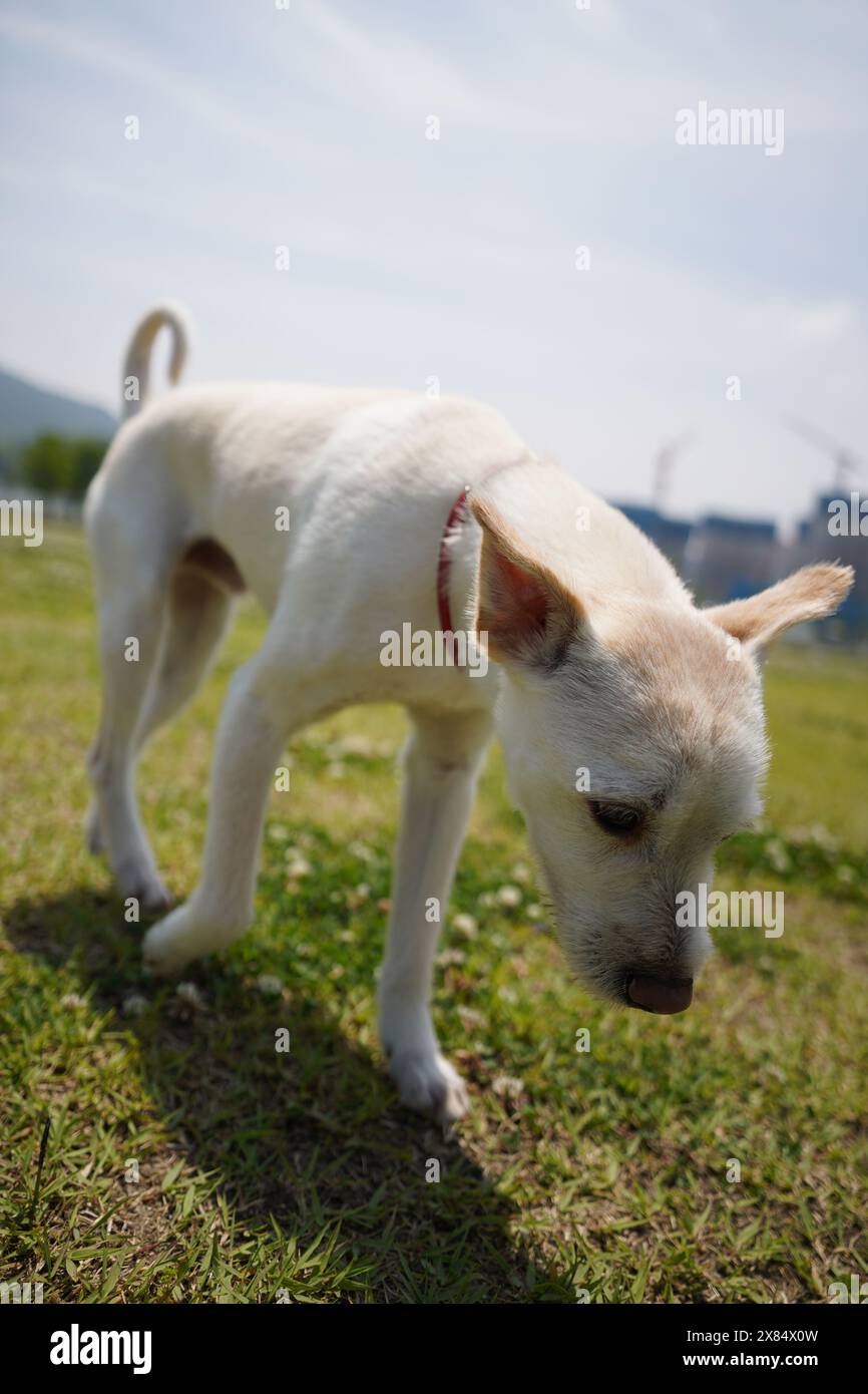 Un chien blanc avec un collier rouge renifle l'herbe Banque D'Images