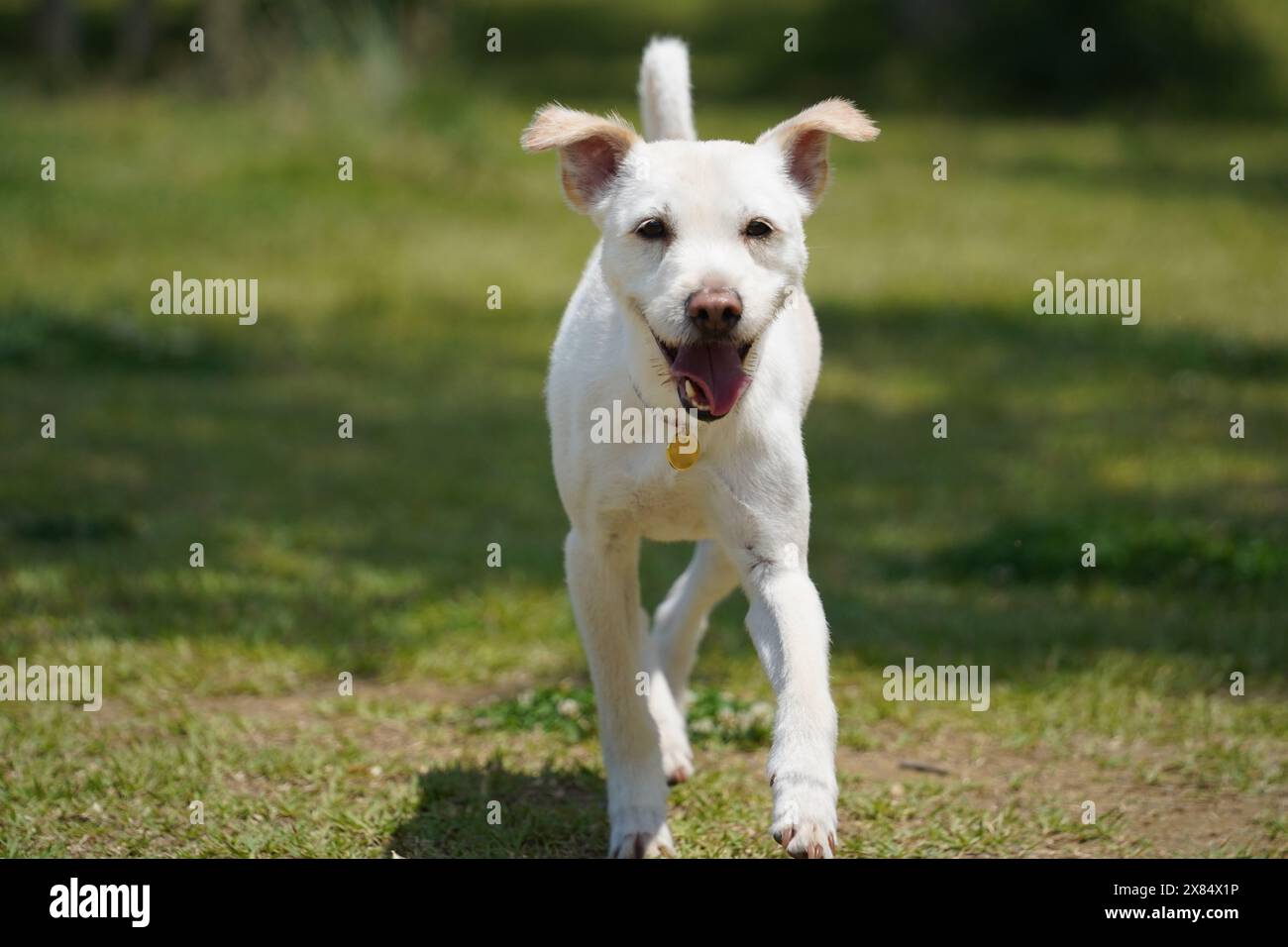 un chien blanc court sur l'herbe avec la bouche ouverte Banque D'Images