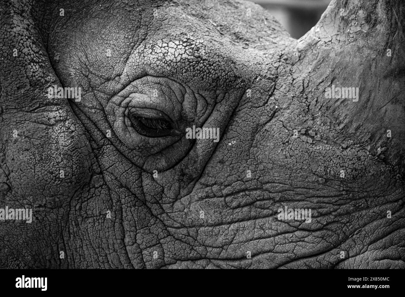 Macro texture de la peau d'un rhinocéros Banque D'Images