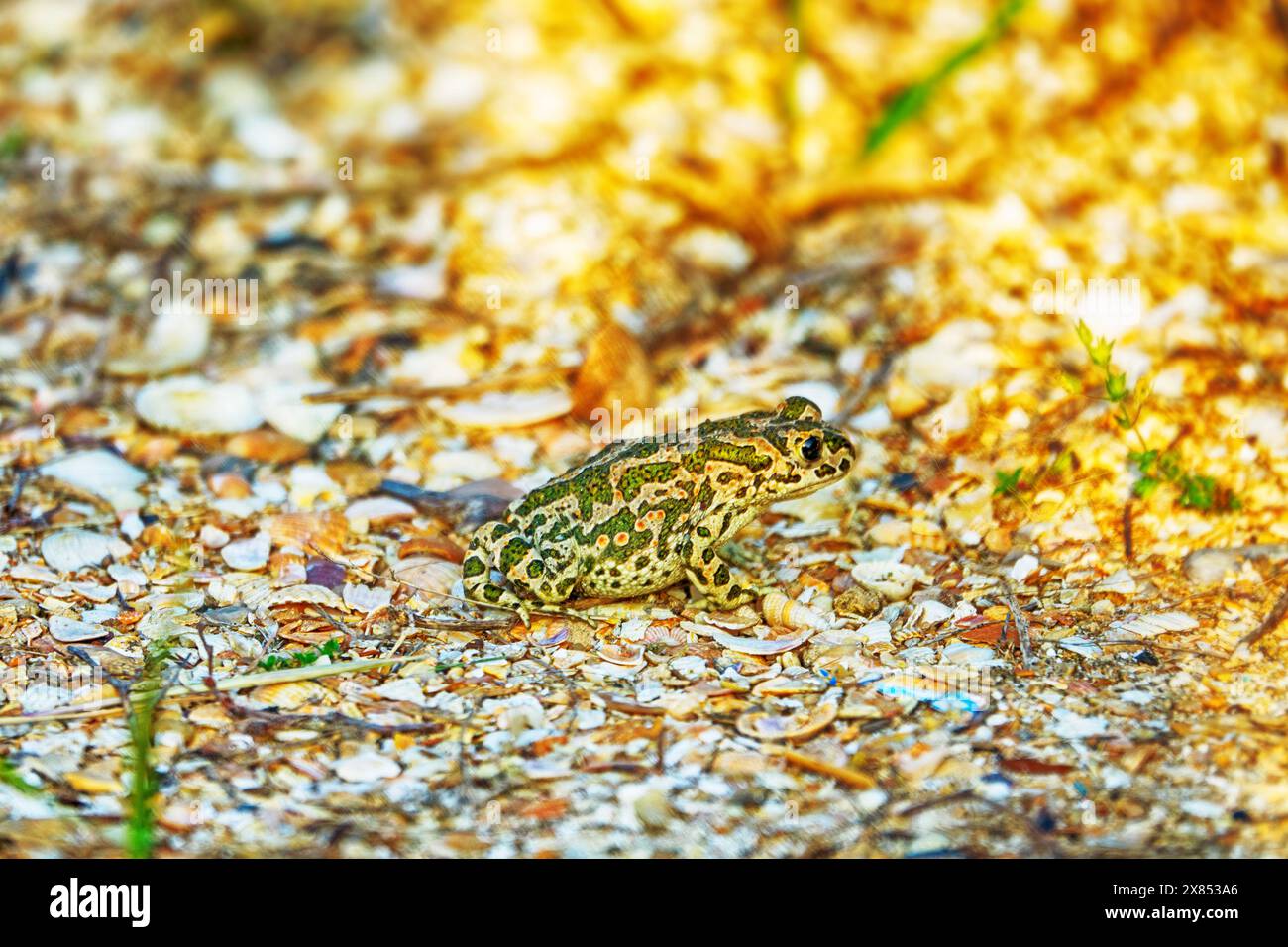 Le crapaud variable (Bufo viridis) chasse les petits insectes dans les dunes des steppes Banque D'Images