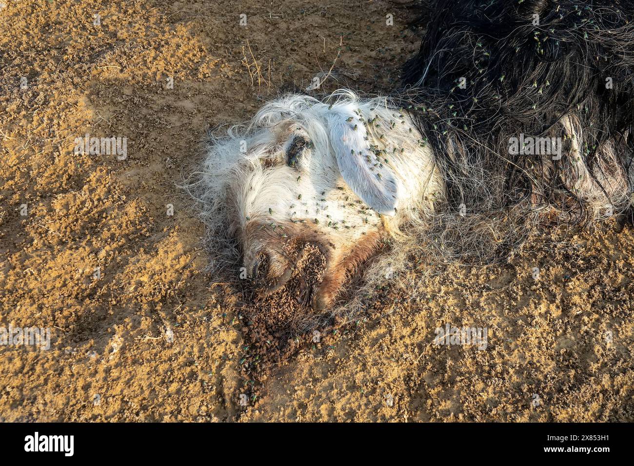 Les troupeaux de mouche ovine (Lucilia sericata) nourrissent et pondent des œufs sur la carcasse d’un mouton (distemper). Les larves de mouches mangent le cadavre pourri, les décomposeurs. Pi Banque D'Images