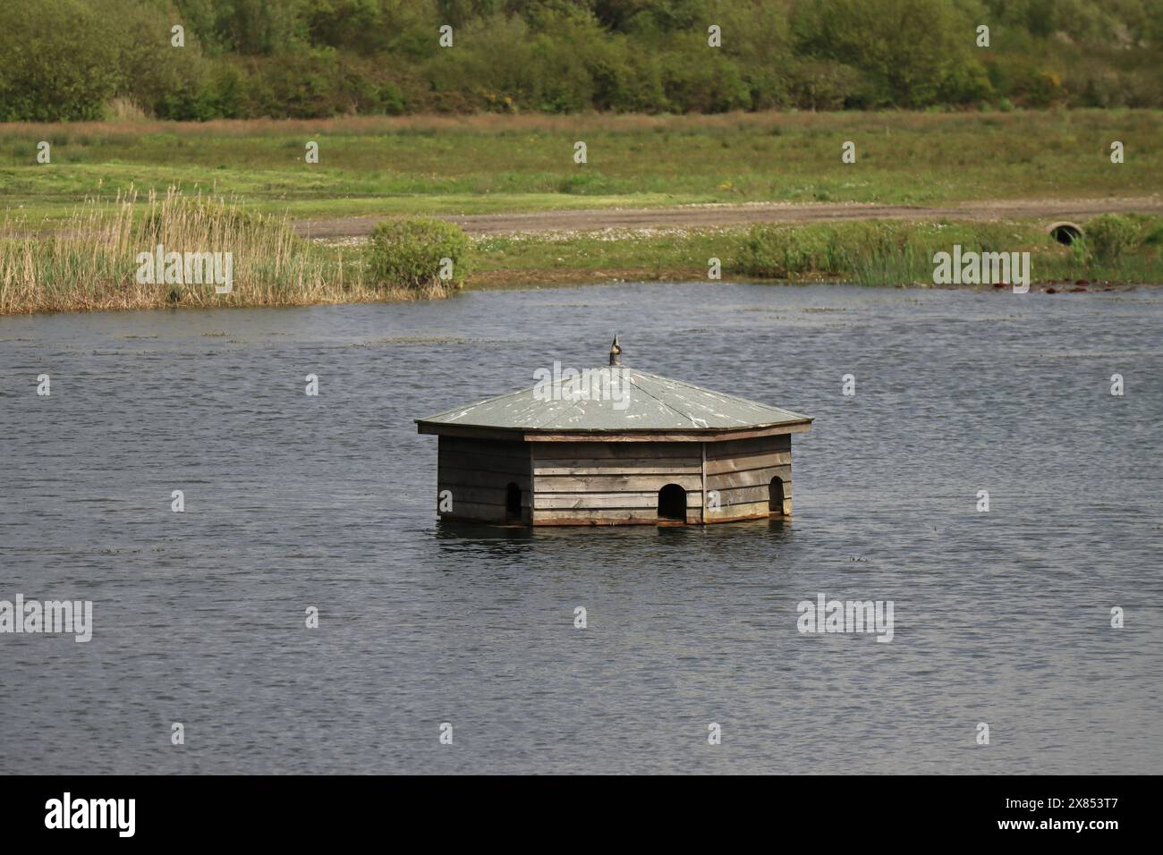 Gros plan d'une structure en bois partiellement immergée dans un lac de pêche. 27 avril 2024. Une vue depuis le Gateway Resort à Llanelli, au sud du pays de Galles. Banque D'Images