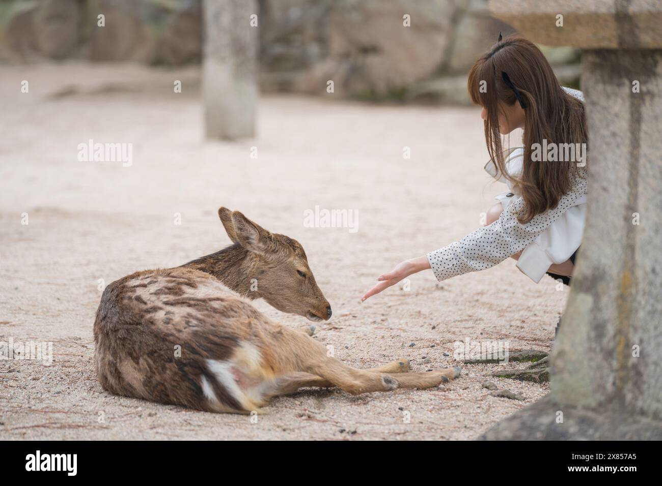 Un cerf est couché sur le sol dormant et une fille caresse le cerf. Banque D'Images