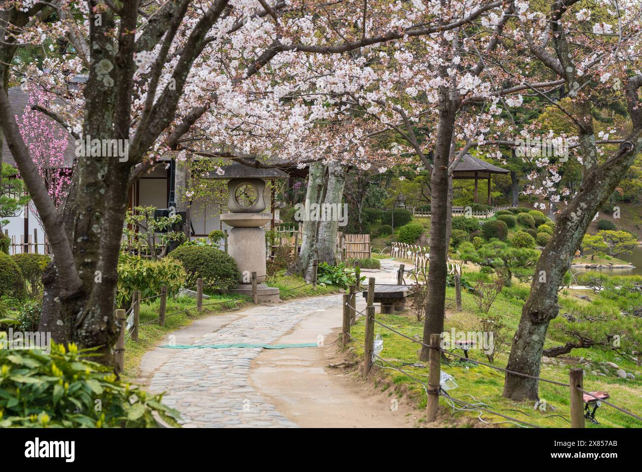 Cerisier en fleur dans le jardin japonais Shukkei-en (Shukkeien). Préfecture d'Hiroshima, Japon. Banque D'Images