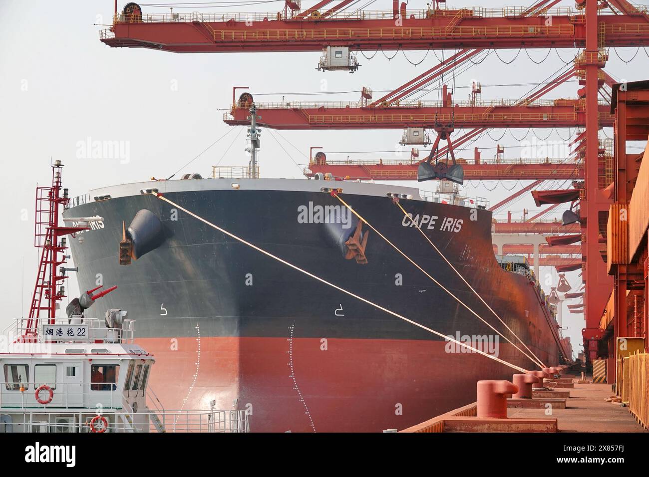 YANTAI, CHINE - 22 MAI 2024 - de grands cargos déchargent du minerai de bauxite importé et du charbon importé dans le port de Yantai, province du Shandong, Chine, le 22 mai Banque D'Images