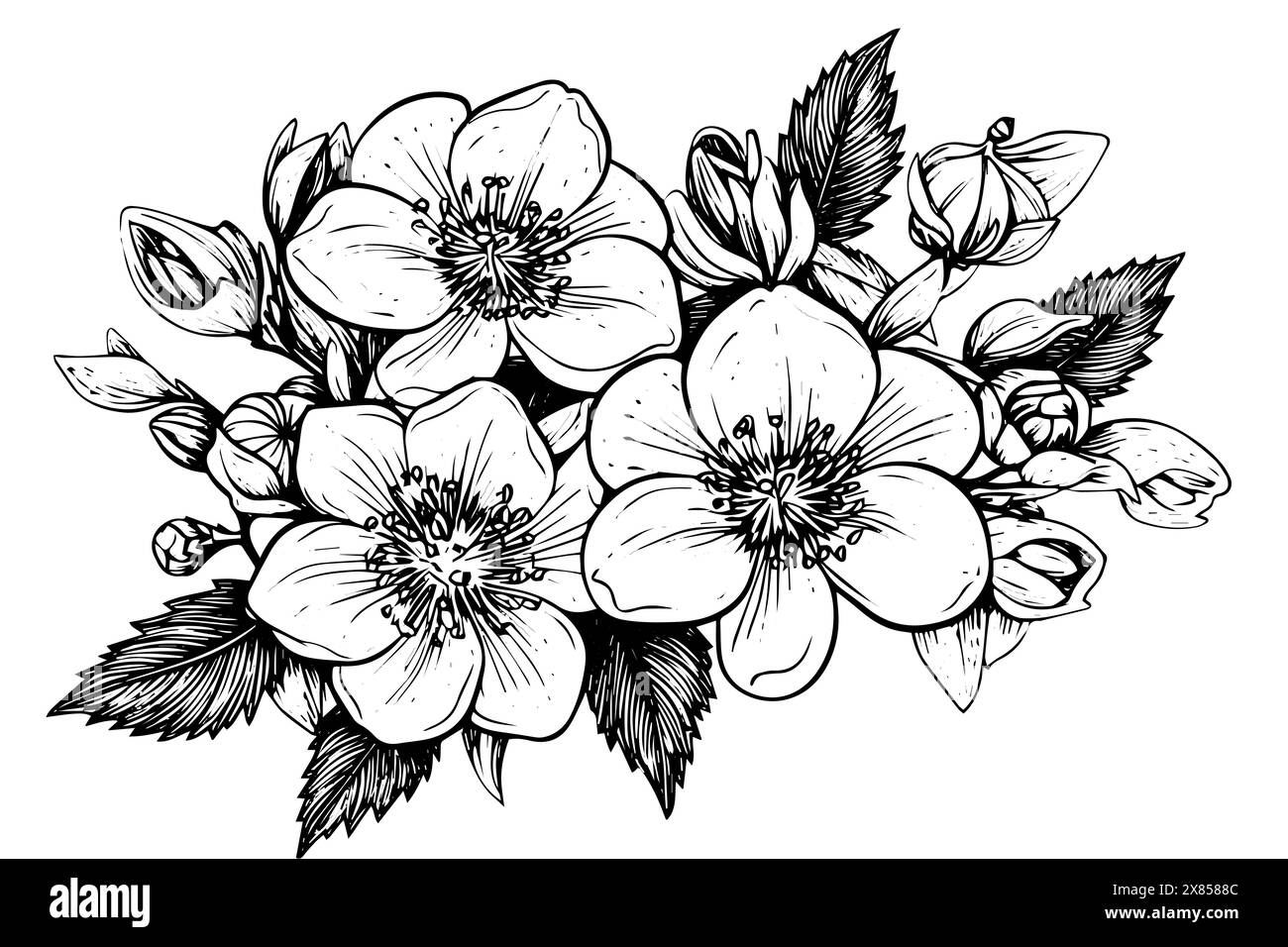 Vintage Winter Floral : illustration de Noël de vecteur botanique hellebore dessinée à la main. Illustration de Vecteur
