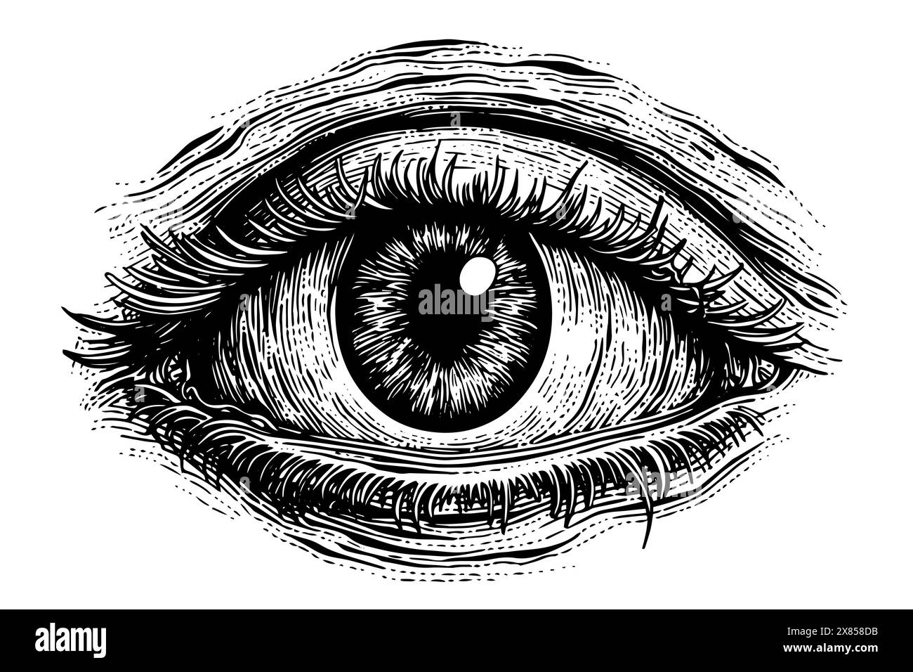 Vintage Hand-Drawn Eye Anatomy : illustration gravée de globe oculaire humain avec iris et focus, élément de design rétro Illustration de Vecteur