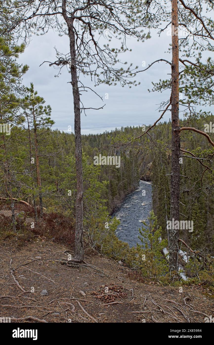 Vue de la rivière Oulankajoki à Oulanka Canyon par temps nuageux de printemps, parc national d'Oulanka, Salla, Laponie, Finlande. Banque D'Images