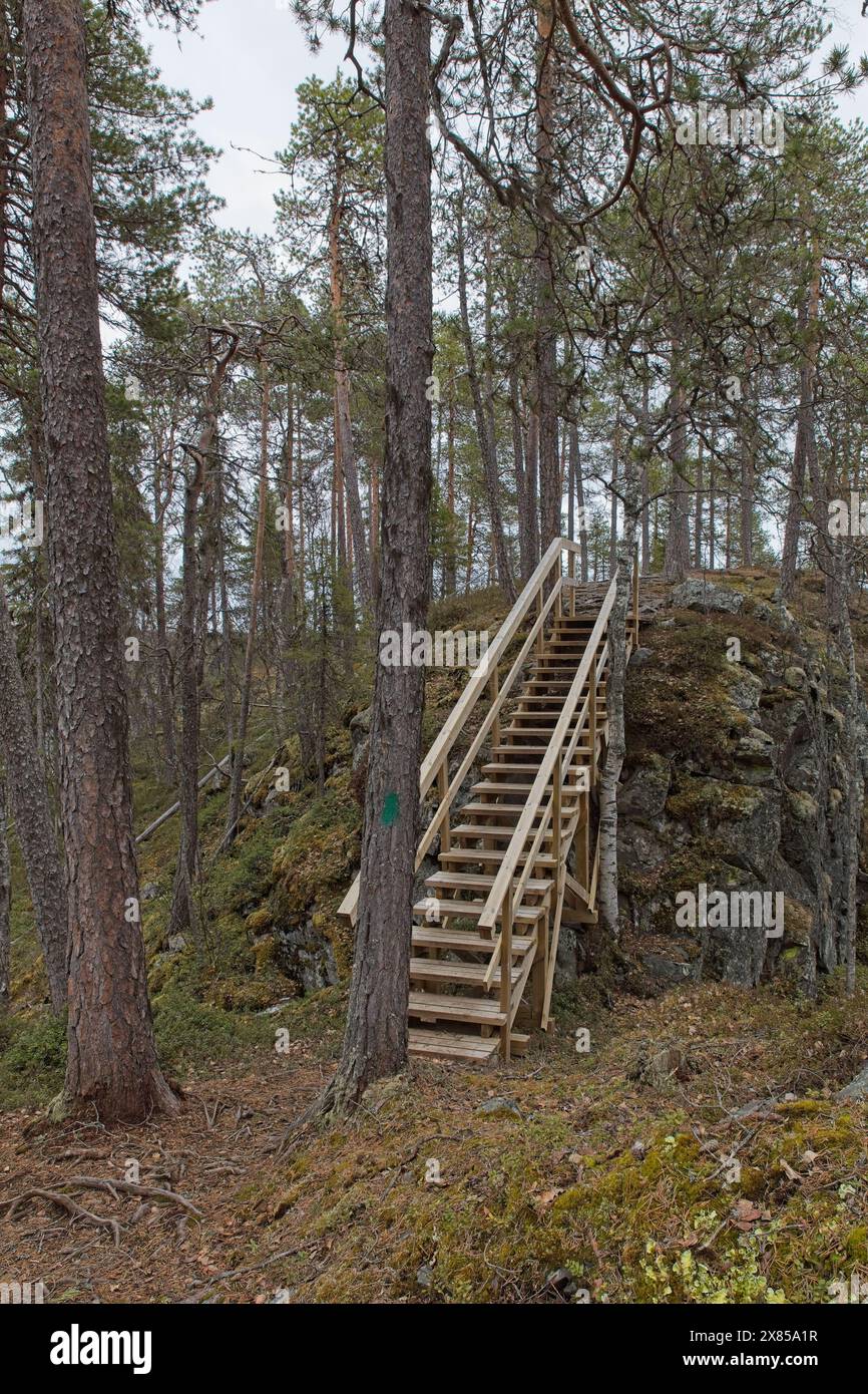 Une passerelle en bois dans la forêt par temps nuageux de printemps, Oulanka Canyon, Oulanka National Park, Salla, Laponie, Finlande. Banque D'Images