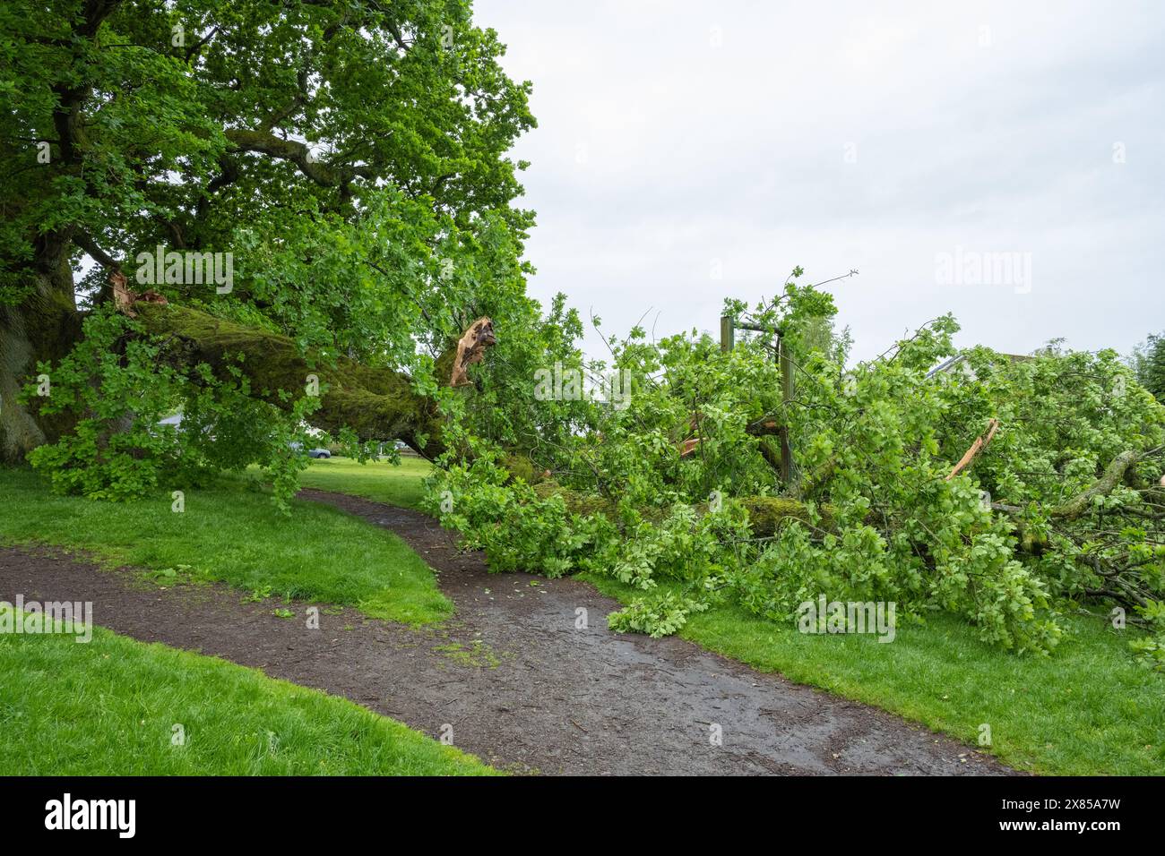 Killearn, Stirling, Écosse, Royaume-Uni - 23 mai 2024 - Météo britannique : un très gros membre est soudainement tombé d'un chêne mature très apprécié au milieu du parc Killearn. Heureusement, la branche - qui est tombée à travers un sentier et sur une tyrolienne pour enfants est tombée pendant la nuit. Il s'est produit à la suite de fortes pluies après une période chaude et sèche. Crédit : Kay Roxby/Alamy Live News Banque D'Images