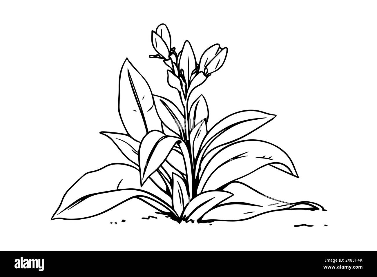 Plante avec des feuilles dessin à l'encre dessiné à la main. Illustration vectorielle de style gravé. Illustration de Vecteur