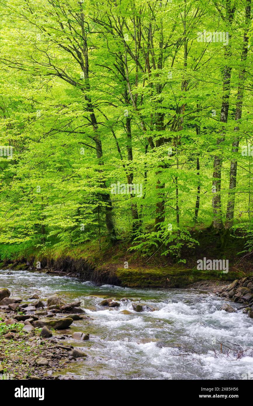cours d'eau rapide dans la forêt de hêtres. paysage vert avec des rochers et des arbres sur la rive. arrière-plan nature calme au printemps. feuillage vif sur le son Banque D'Images