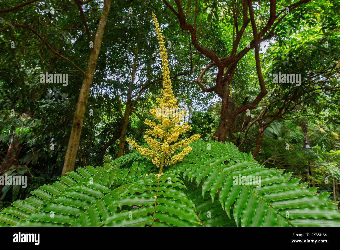Gros plan de Lepisanthes Amoena (Hassk.) Leenh., nom commun Kayu Mata Hari. Jardins botaniques de Singapour. Plantez dans le parc pour que les visiteurs puissent admirer. Banque D'Images