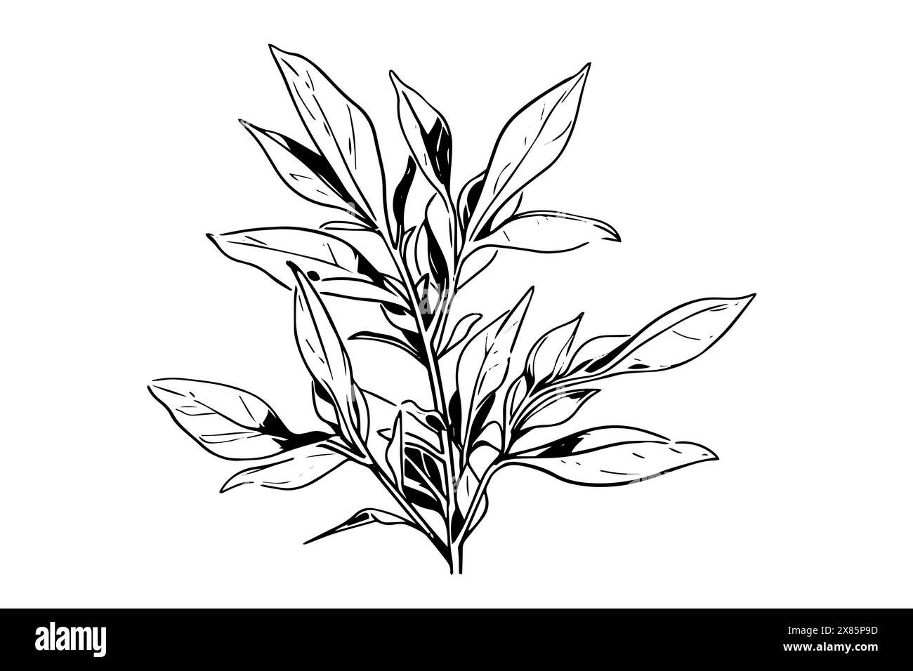 Plante avec des feuilles dessin à l'encre dessiné à la main. Illustration vectorielle de style gravé. Illustration de Vecteur