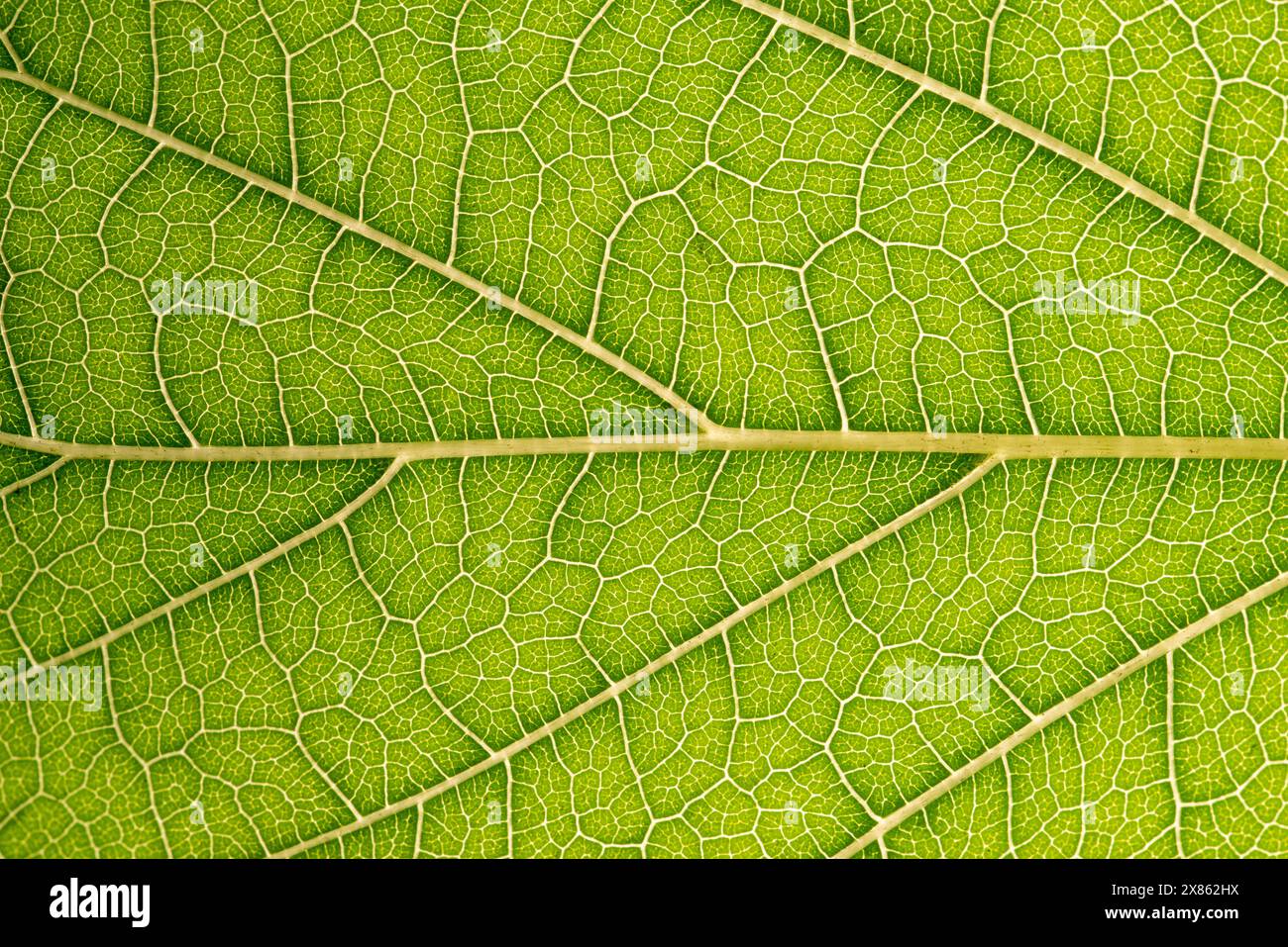 Gros plan de feuille verte, texture de veine de feuille, fond de feuille verte, photo macro Banque D'Images