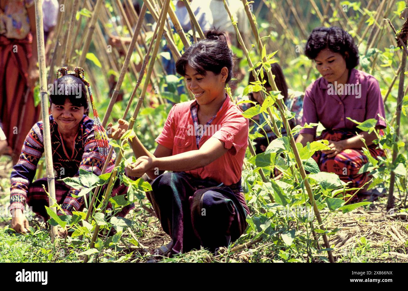 Philippines, Mindanao ; collaboration de femmes désherbant dans un potager près des fèves. Banque D'Images