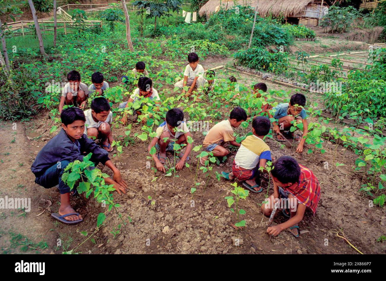 Philippines, Mindanao, écoliers plantant des plants d'une pépinière dans le cadre d'un projet de reboisement. Banque D'Images