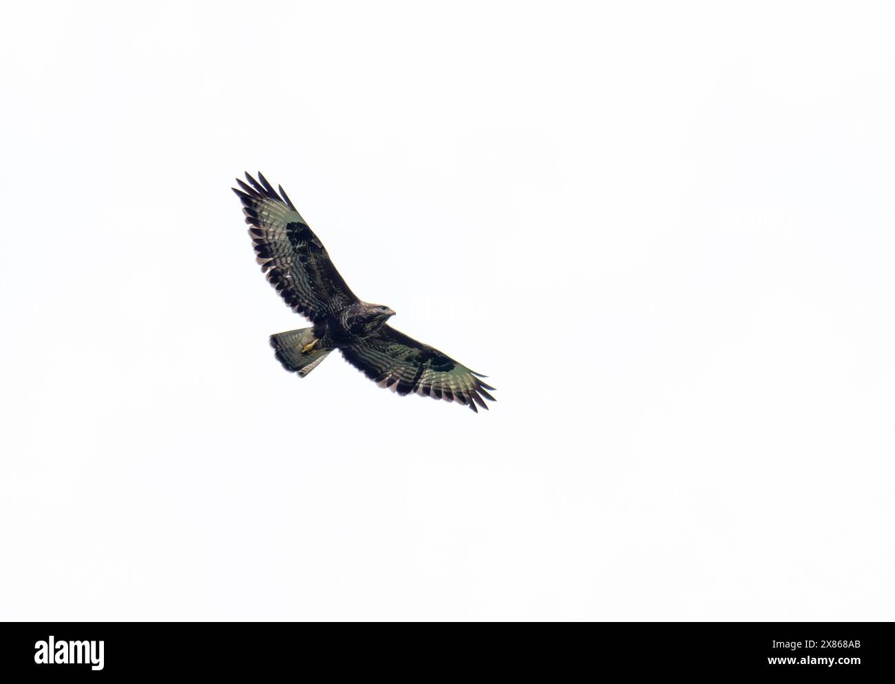 Un Buzzard commun, Buteo buteo survolant Ambleside, Lake District, Royaume-Uni. Banque D'Images
