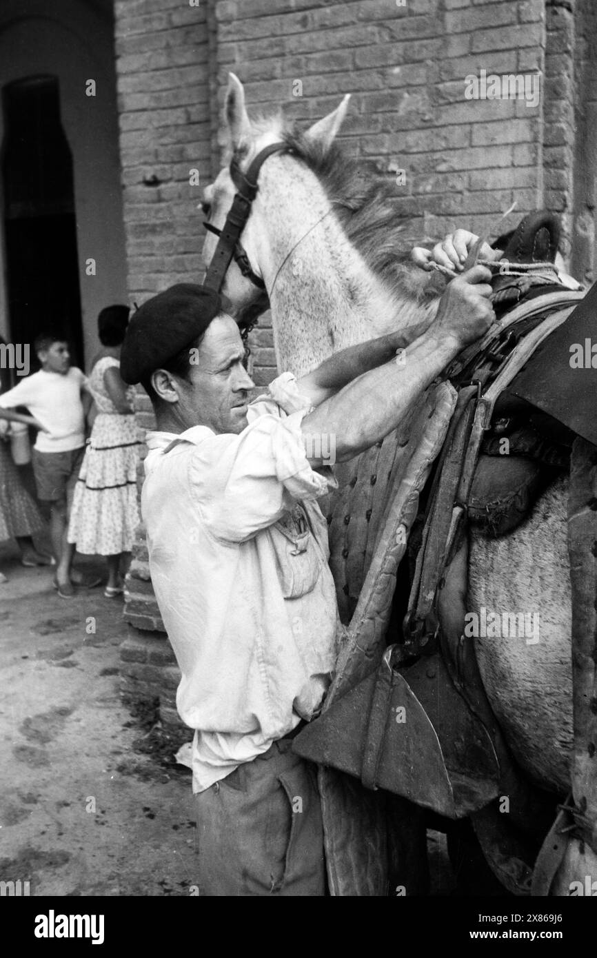 Ein Pferd wird für den Stierkampf vorbereitet, Barcelone 1957. Un cheval en préparation pour la corrida, Barcelone 1957. Banque D'Images