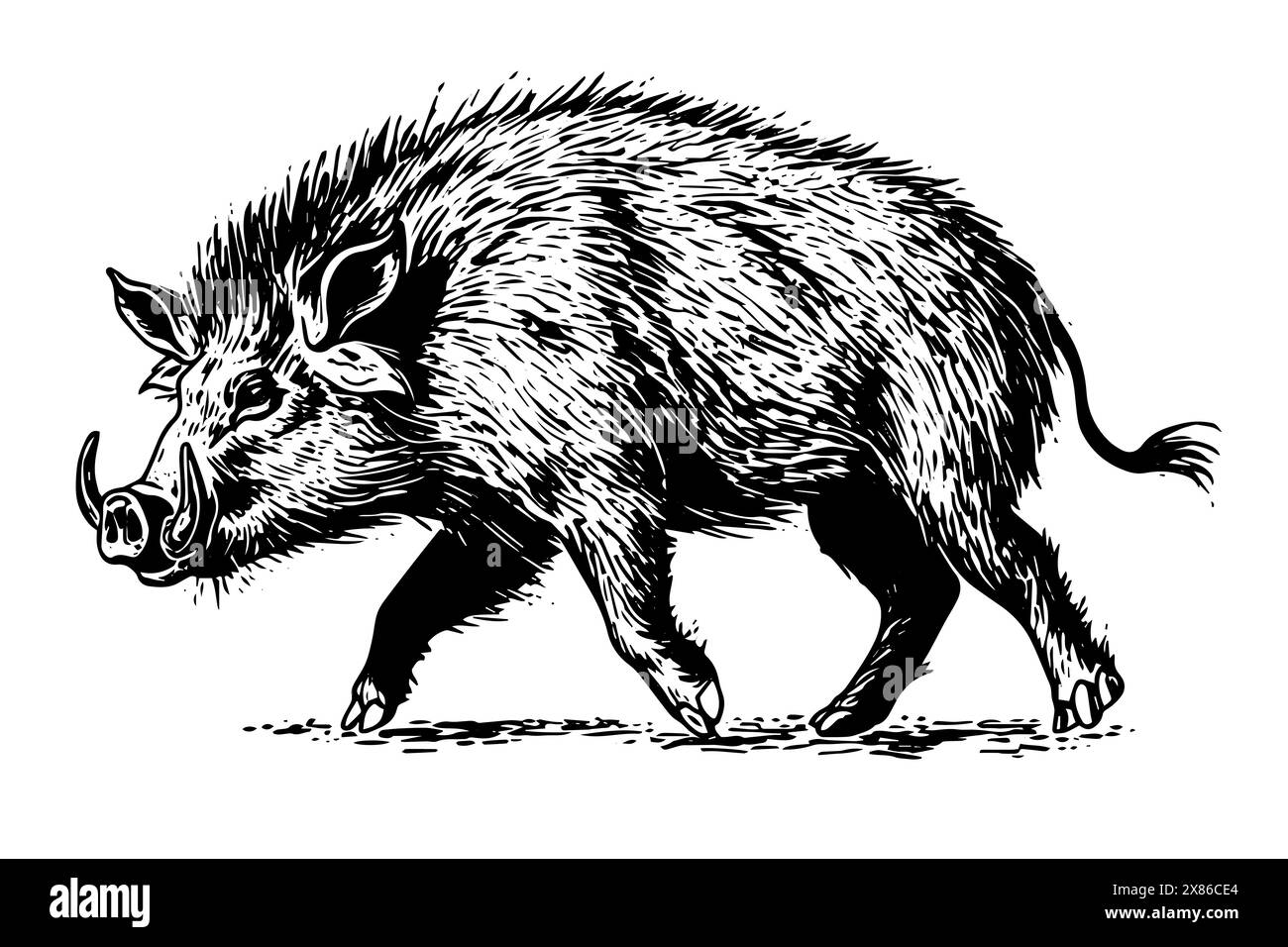 Croquis à l'encre de dessin de sanglier ou de porc sauvage, illustration vectorielle de style gravé vintage. Illustration de Vecteur